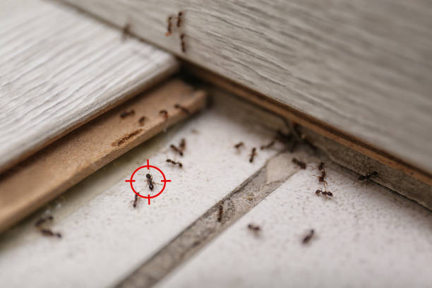 Reliable Celina, TX Pest Control Solutions
