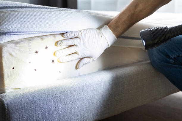 Insect Control in Celina, TX