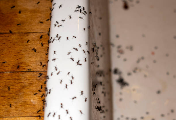 Spider Control Near Me in Celina, TX