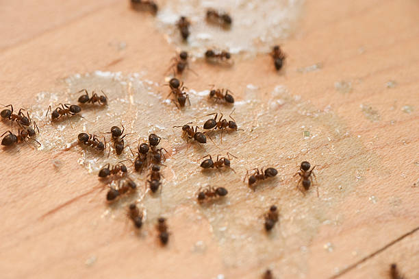 Best Pest Control for Businesses  in Celina, TX