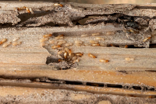 Professional Pest Control in Celina, TX